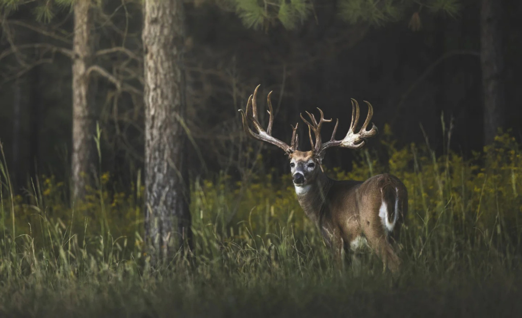 a trophy buck in a pine tree forest at the Soggy Bottom Lodge in Alabama