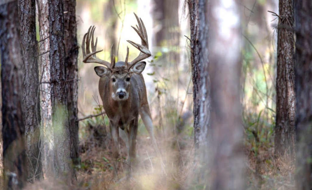 Soggy Bottom Lodge Featured on Great Days Outdoors!