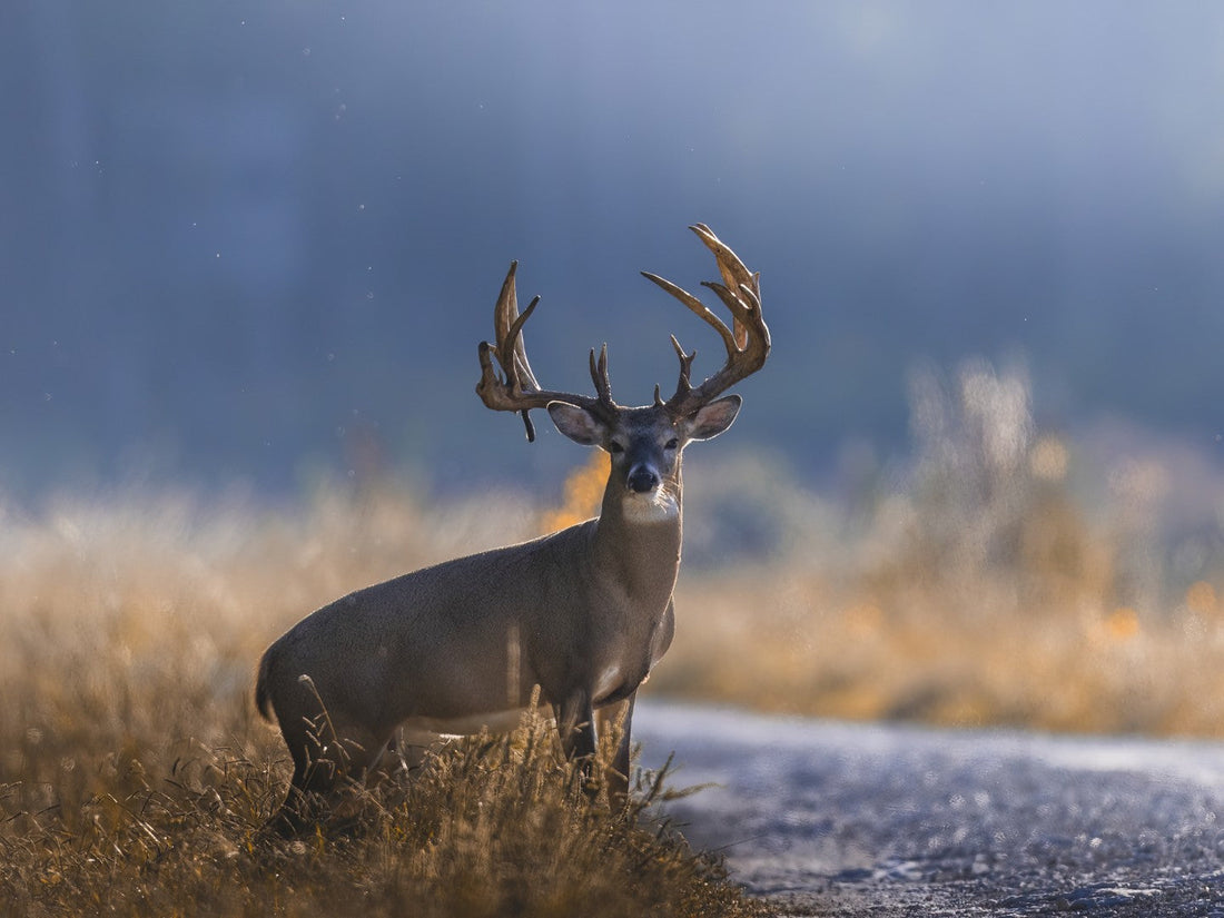a trophy buck stands tall in an Alabama field near a gravel path