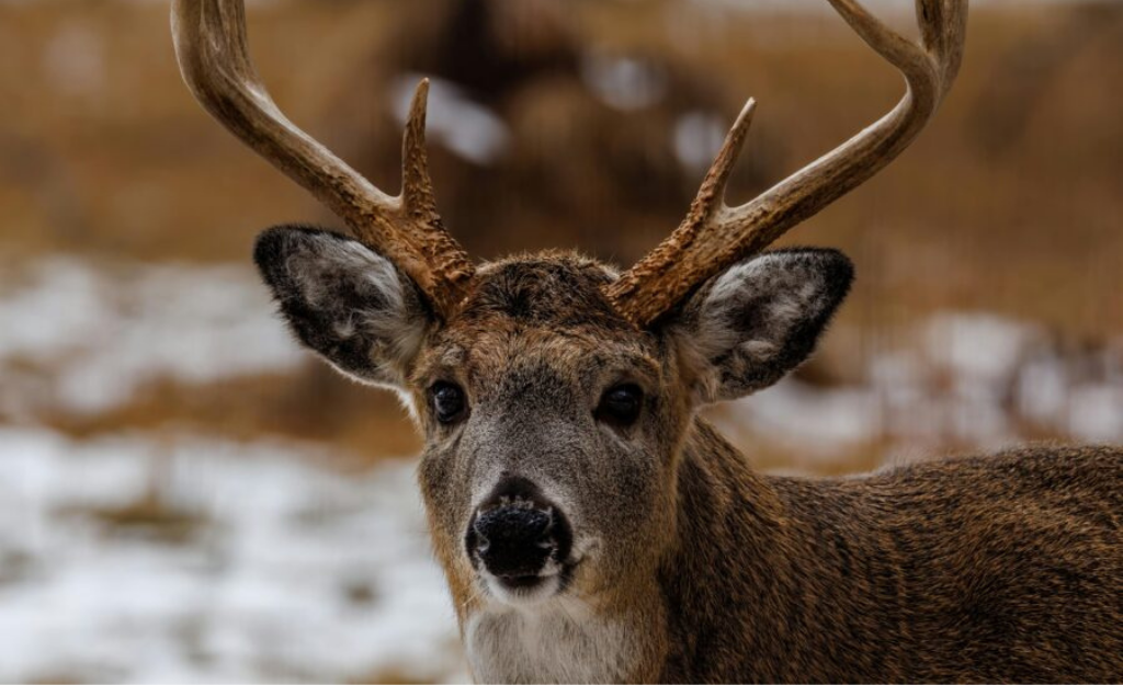 Hunting Regulations in Alabama: Know Before You Go