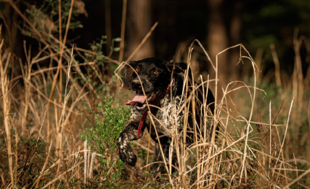Essentials of Pheasant Hunting in Alabama