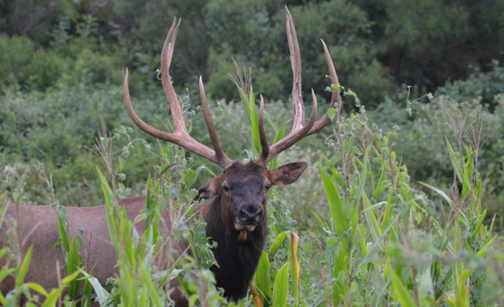 Elk Hunting in Alabama? Yes.