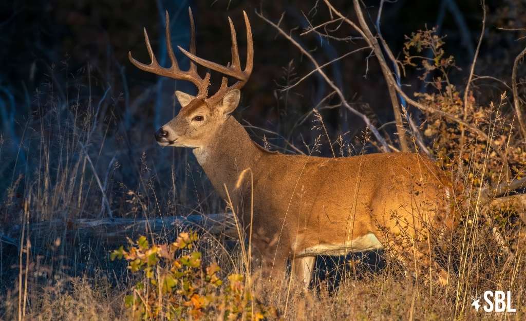 Understanding Alabama Wildlife Patterns: A Beginner’s Guide