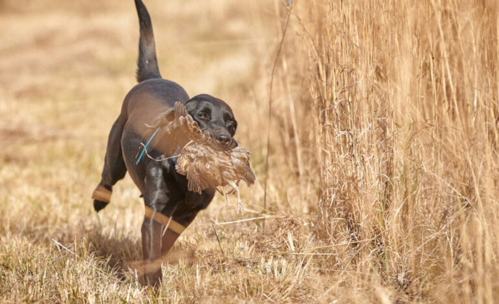Team Building Retreats at a Hunting Lodge
