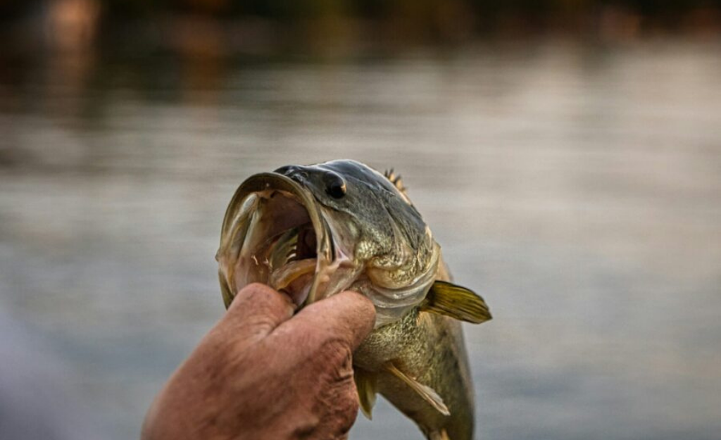 Best Trophy Bass Fishing in Alabama