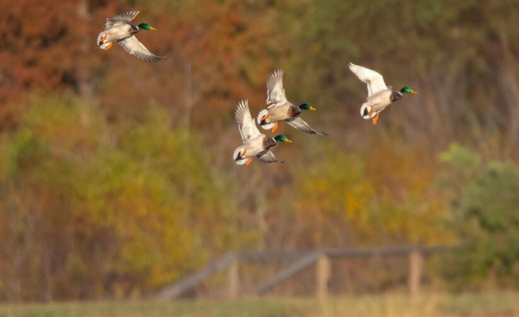 What Makes a Great Duck Hunting Lodge