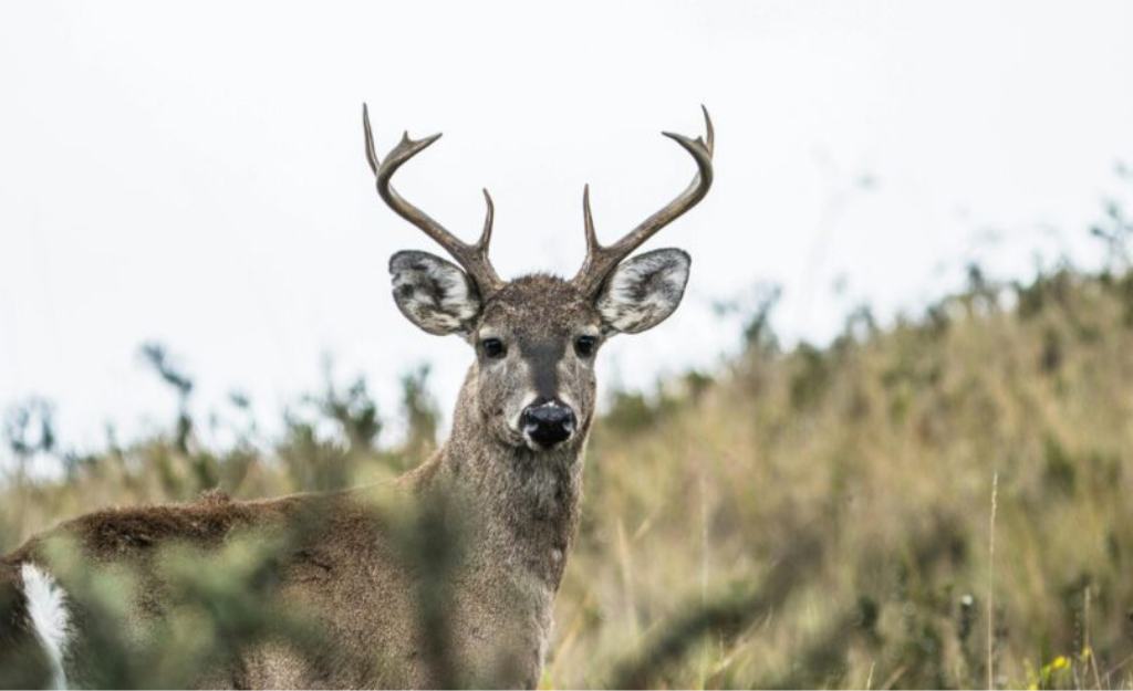 How to Score Your Trophy Buck in Alabama