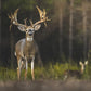 DEER HUNTING