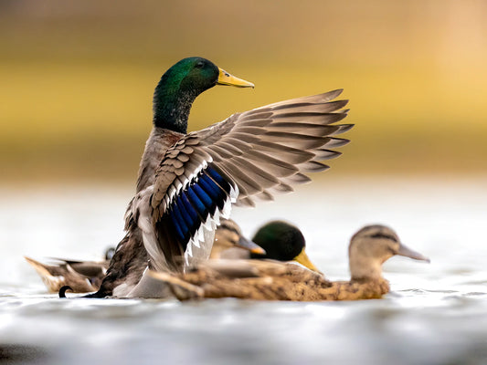 DUCK HUNT