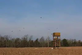 PHEASANT TOWER SHOOT