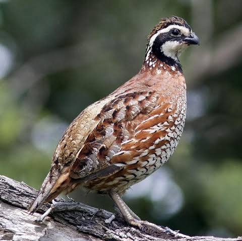 1/2 DAY QUAIL HUNT