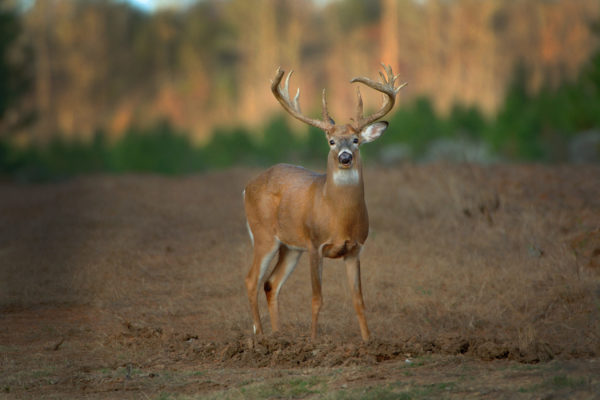 deer-large