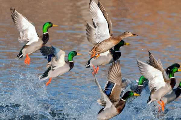 mallard-ducks