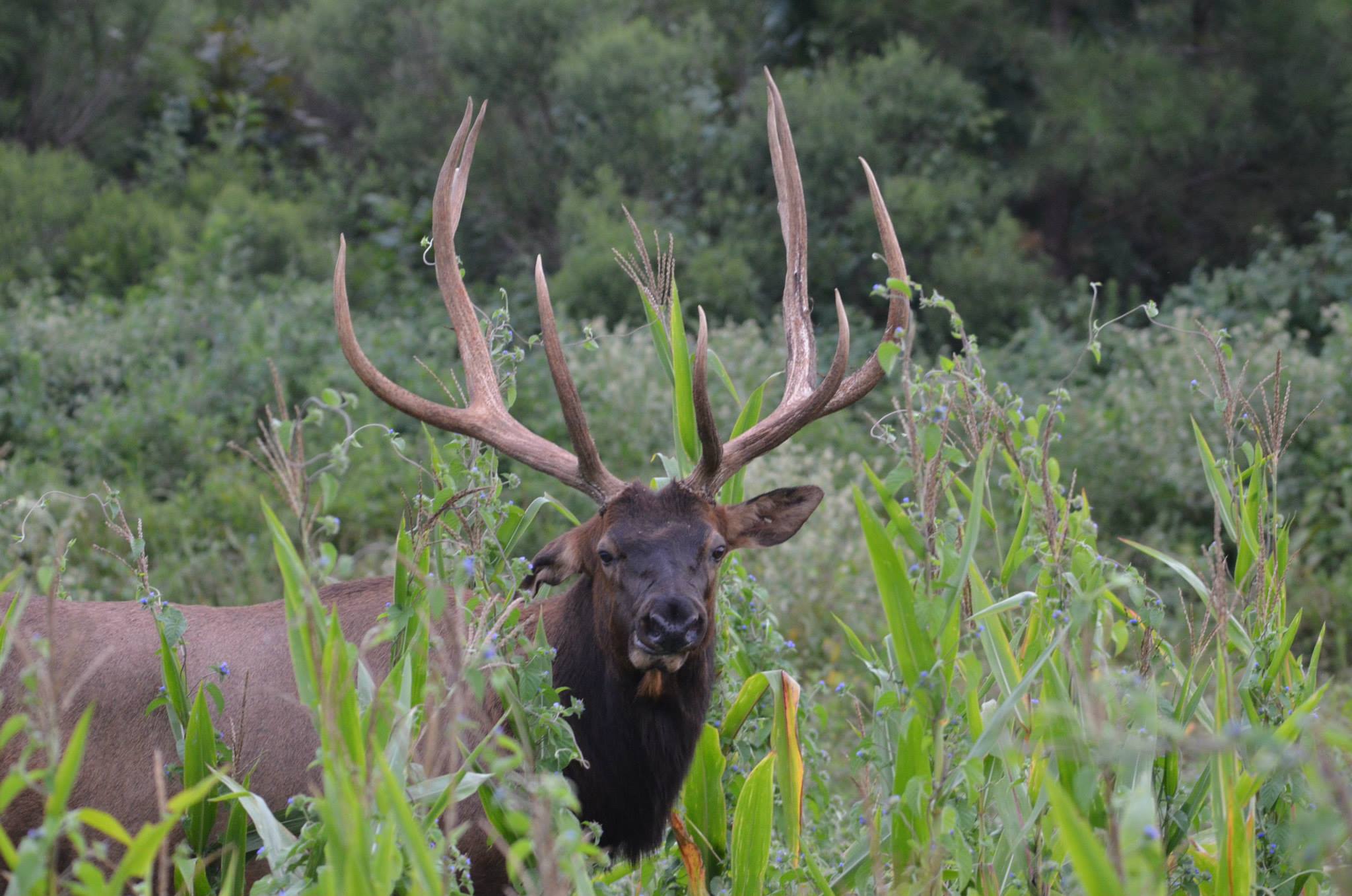 Elk Hunting in Alabama? Yes.