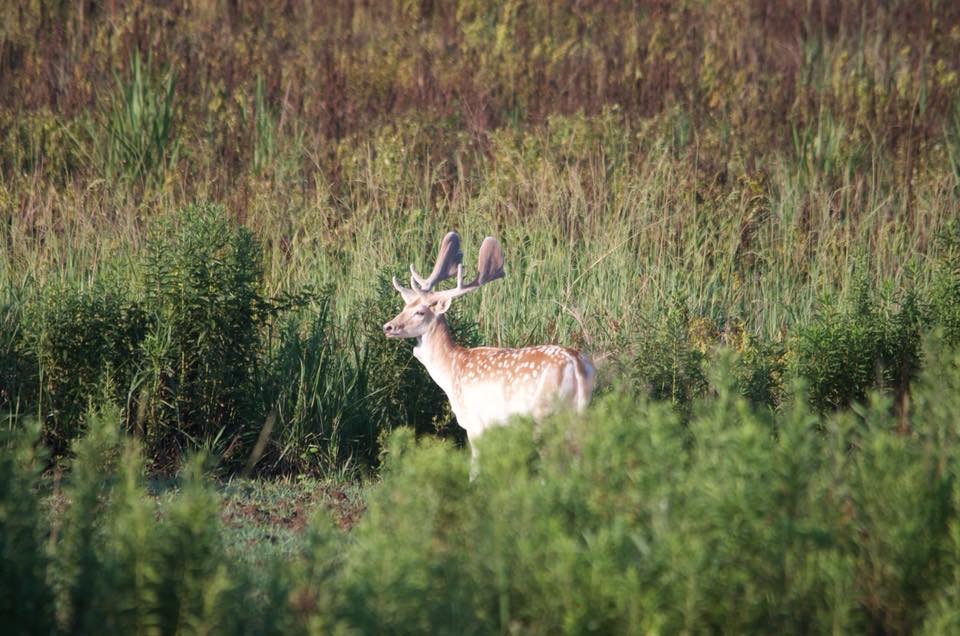 Why 2024 is Your Year to Hunt a Fallow Deer