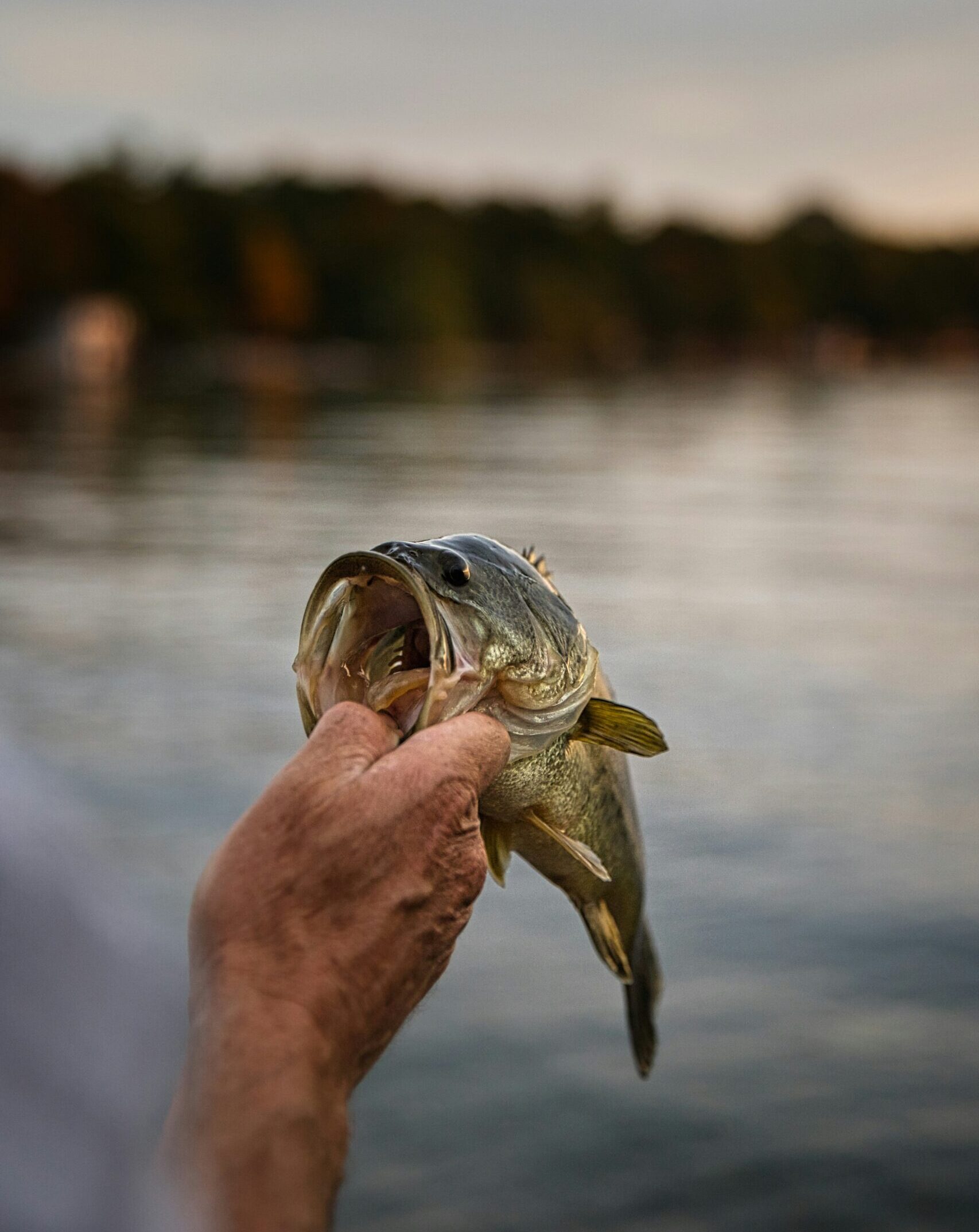 Trophy Bass Fishing in Alabama