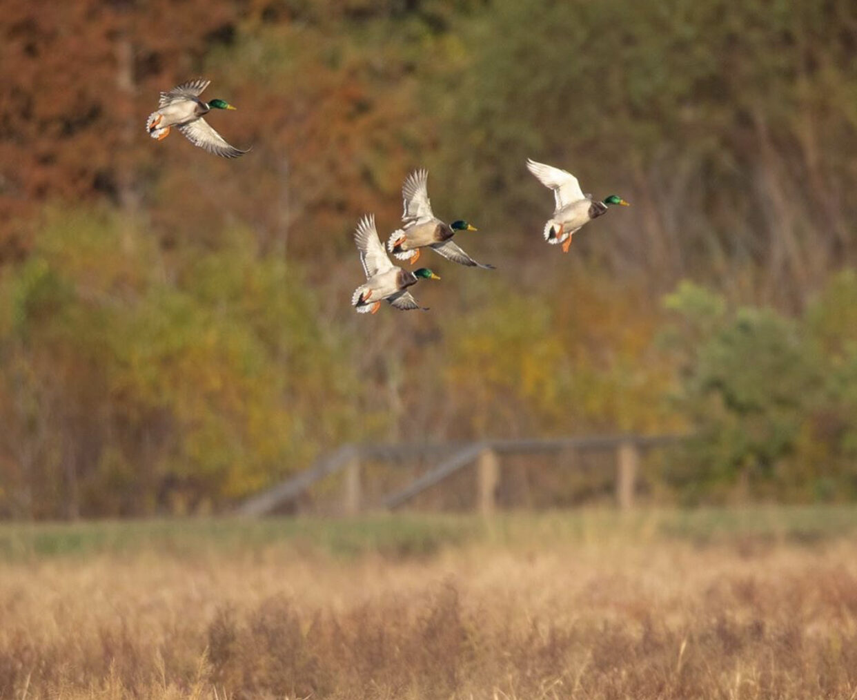 What Makes a Great Duck Hunting Lodge